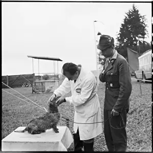 Preventive: International competition in mink, dog, preventive