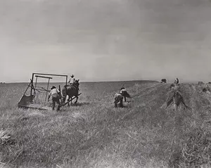 Raking: The International Harvester Company recreated