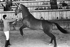 Auction: International horse auction