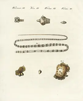 Bertuch: Intestinal worms