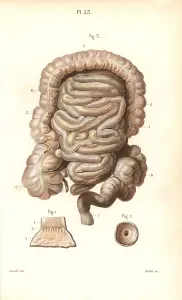 Leveille: The intestines