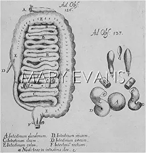Intestines: INTESTINES
