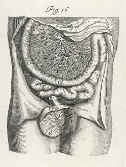 Intestines: INTESTINES, C.17