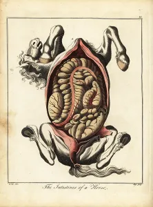 Diaphragm: The intestines of a horse