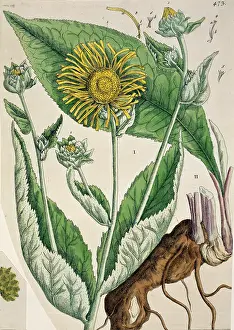 Helenium: Inula helenium, elecampane