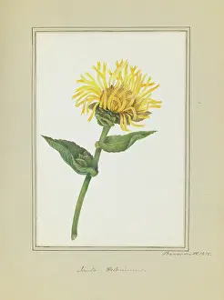 Eudicot: Inula helenium, elecampane