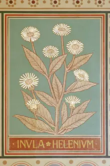 Helenium: Inula helenium, elfwort