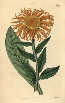 Glandulosa: Inula orientalis