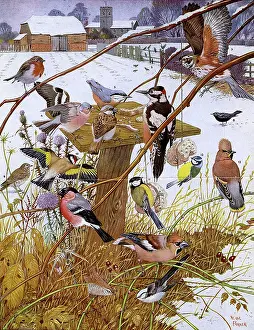 Neave: Invited guests at the bird-table by Neave Parker