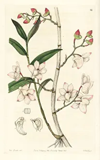 Hooked: Inward-bent dendrobium orchid, Dendrobium aduncum