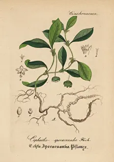 Emetic: Ipecacuanha, Carapichea ipecacuanha