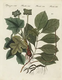 Antidote: Ipecacuanha and contrajerva, medicinal plants