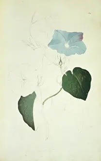 Bind: Ipomea indica, blue morning glory