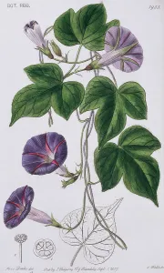 Bind: Ipomoea diversifolia, morning-glory