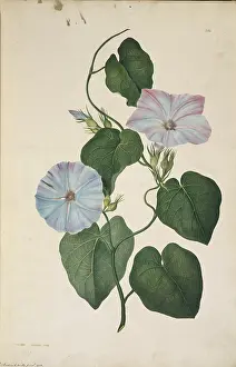 Bind: Ipomoea indica, morning glory