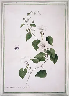 Bind: Ipomoea pandurata, man-root