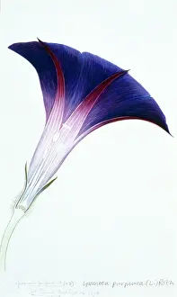 Bind: Ipomoea purpurea, morning glory