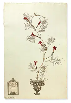 Eudicot: Ipomoea quamoclit, Cardinal creeper