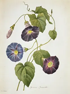 Fleurs: Ipomoea quamoclit, Cypress vine