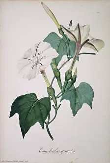 Bind: Ipomoea sp. morning glory