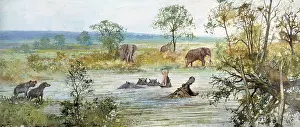 Hippopotamus: Ipswichian interglacial
