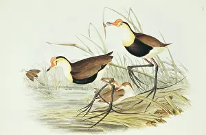 Jacana: Irediparra gallinacea, comb-crested jacana
