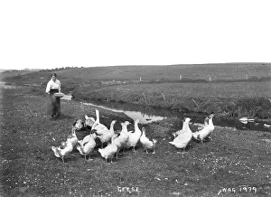 Geese: Geese