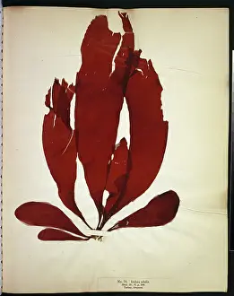 Edulis: Iridaea edulis, seaweed