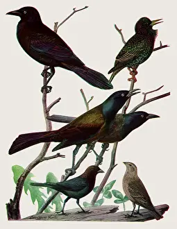 Starling: Iridescent Birds