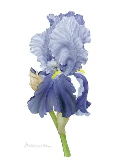 Makroushenka: Iris
