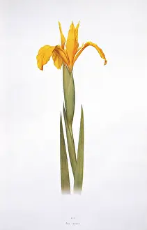 Iridaceae: Iris aurea, iris