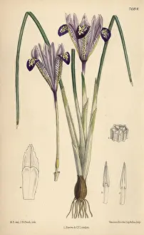 Hand Coloured: Iris bakeriana, violet-flowered iris native to Armenia