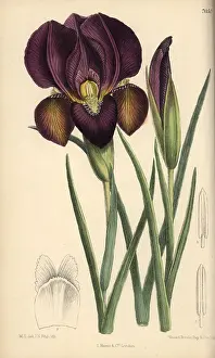 Hand Coloured: Iris barnumae, purple iris native of Armenia