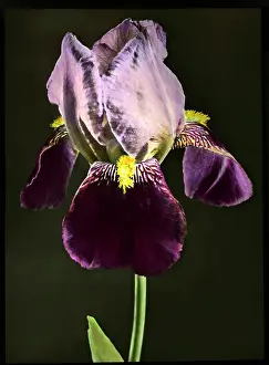 Iris Bruno (Tall Bearded Iris)