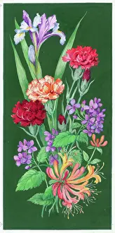 Honeysuckle: Iris, carnation and honeysuckle on a green background