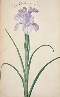 Iridaceae: Iris cf. germanica, bearded iris