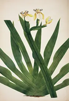 Iridaceae: Iris ensata, Japanese iris