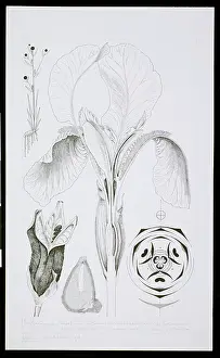 Iridaceae: Iris florentina