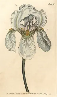 Florentina: Iris florentina, Iris germanica nothovar
