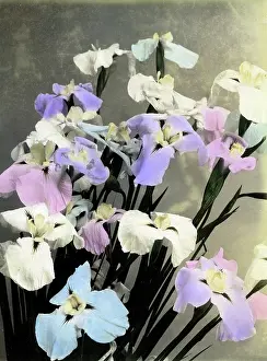 Irises: Iris flowers