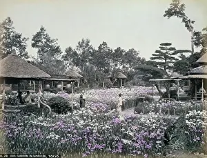 Tokio: Iris garden in Horikiri, Tokio