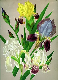 Germanica: Iris Germanica