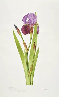 Iridaceae: Iris germanica, bearded iris