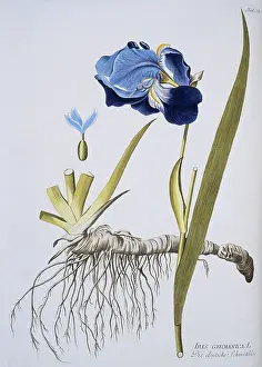 Iridaceae: Iris germanica, flag iris