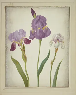 Iridaceae: Iris germanica (left) and Iris pallida (right), bearded iris