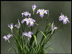 Colouring: Iris Gracilipes (Crested Iris)