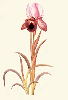 Iberica: Iris Iberica