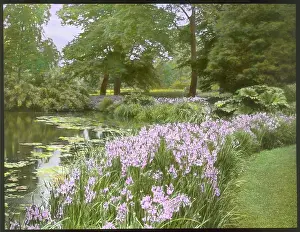 Lilies: Iris Iberica at Kew Gardens