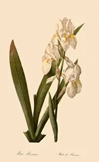 Florentina: Iris, Iris florentina