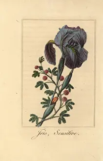 Insectes: Iris, Iris gemanica, and sensitive plant, Mimosa pudica